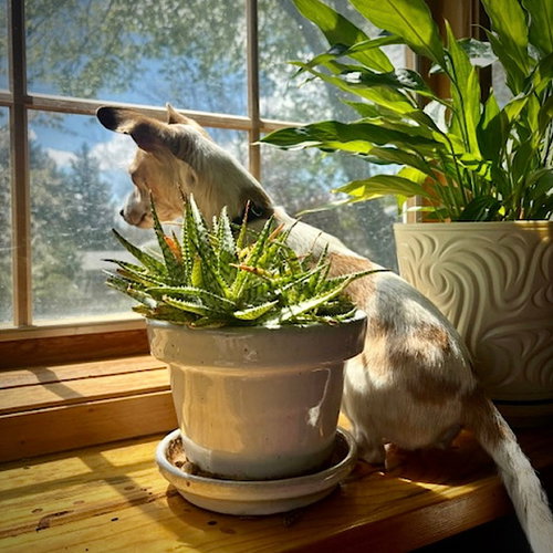 Georgie (WA) photo 3