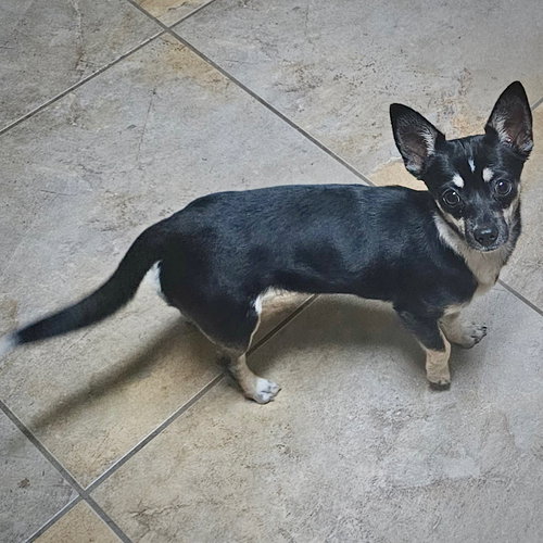 Chili (GA), an adoptable Rat Terrier in Atlanta, GA