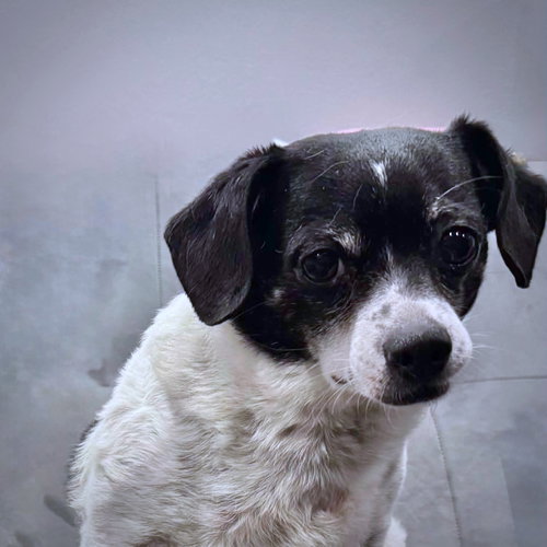 Peanut (MI), an adoptable Rat Terrier in Atlanta, GA