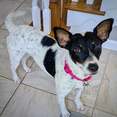 Cranberry (TN), an adoptable Rat Terrier in Atlanta, GA