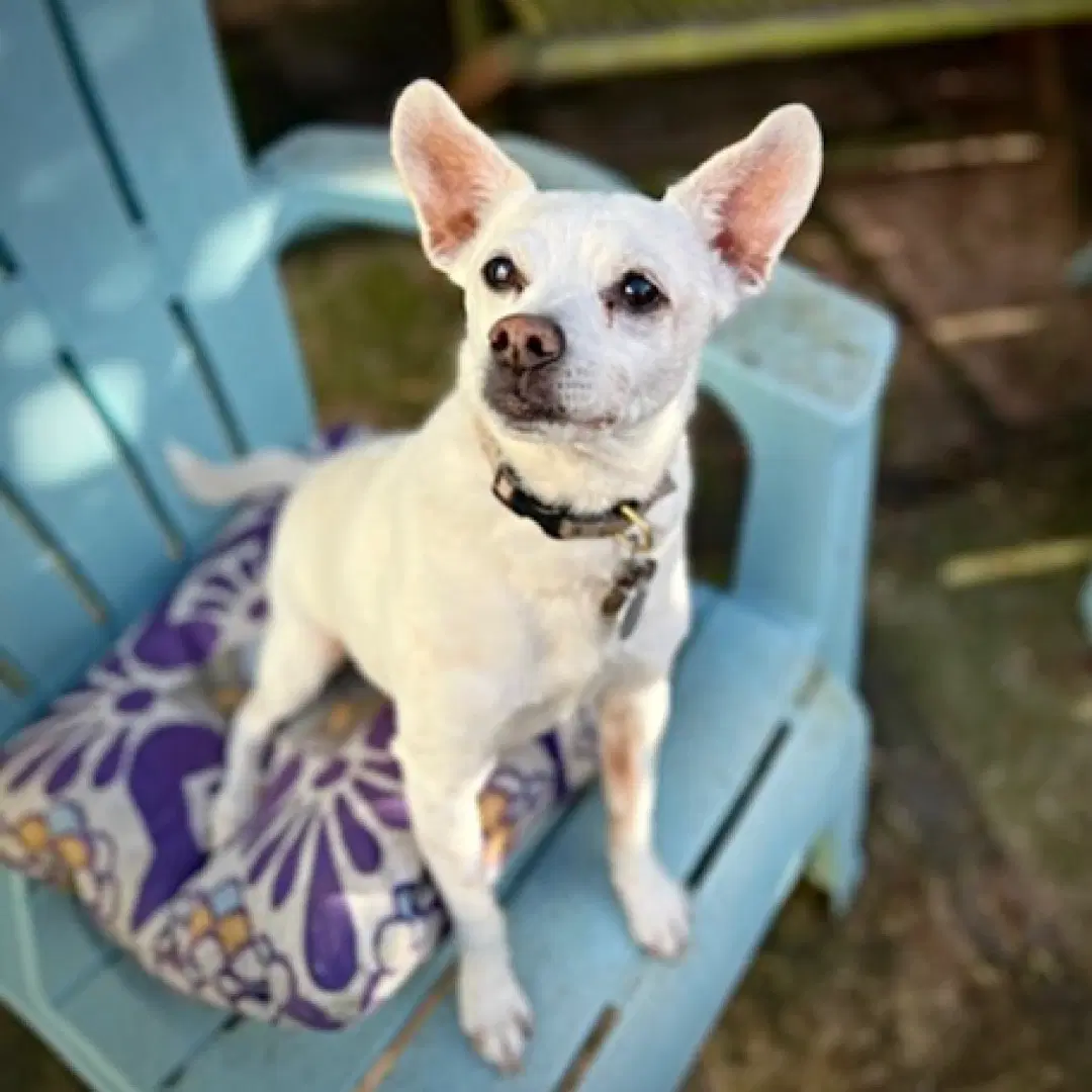 Georgie P Ca - Rat Terrier