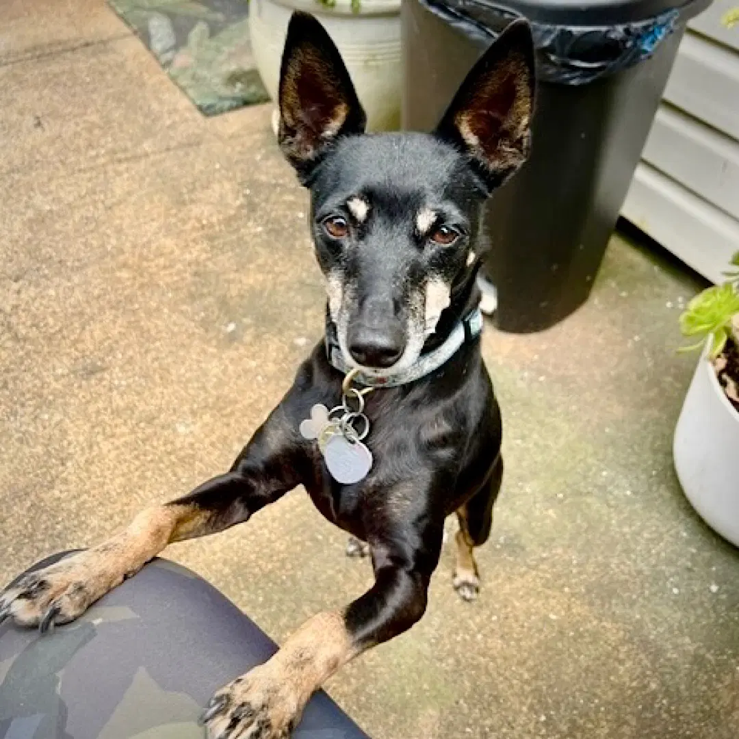 Lola Ca - Rat Terrier