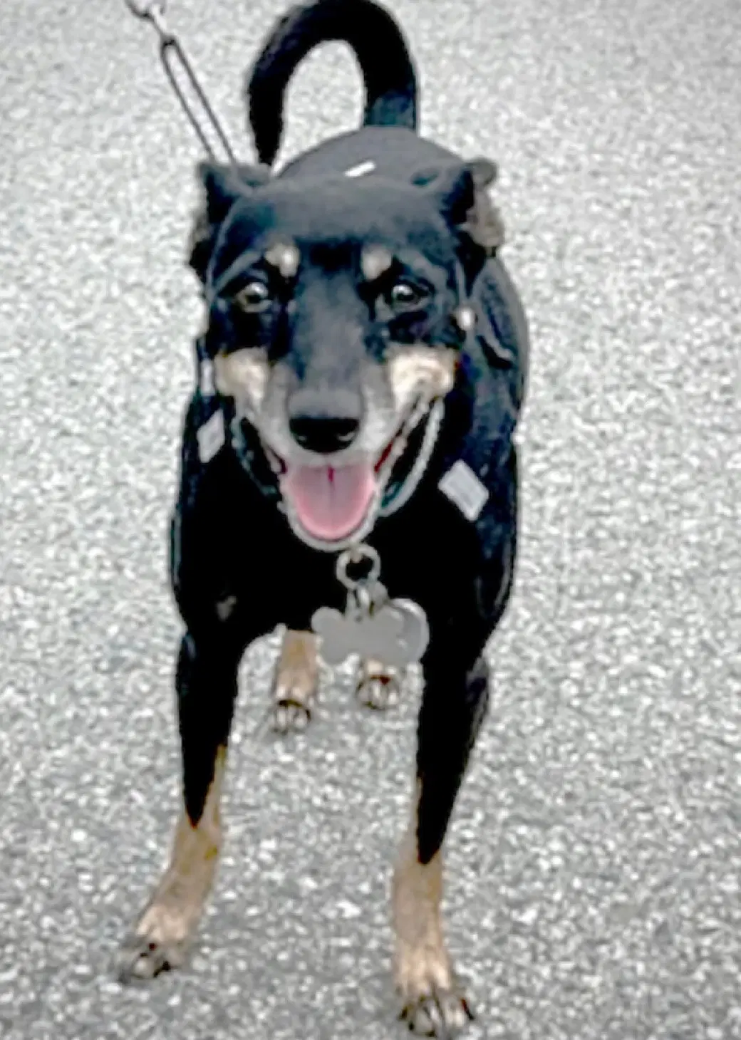 Lola Ca image 4