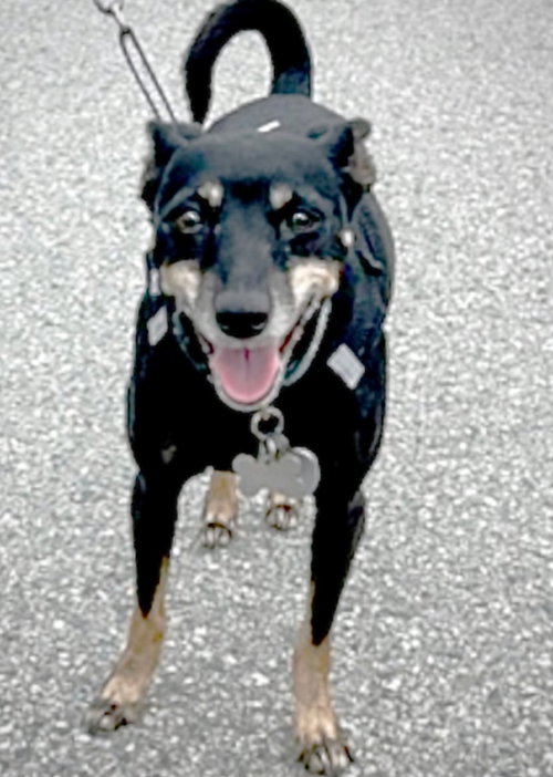 Lola (CA) photo 4