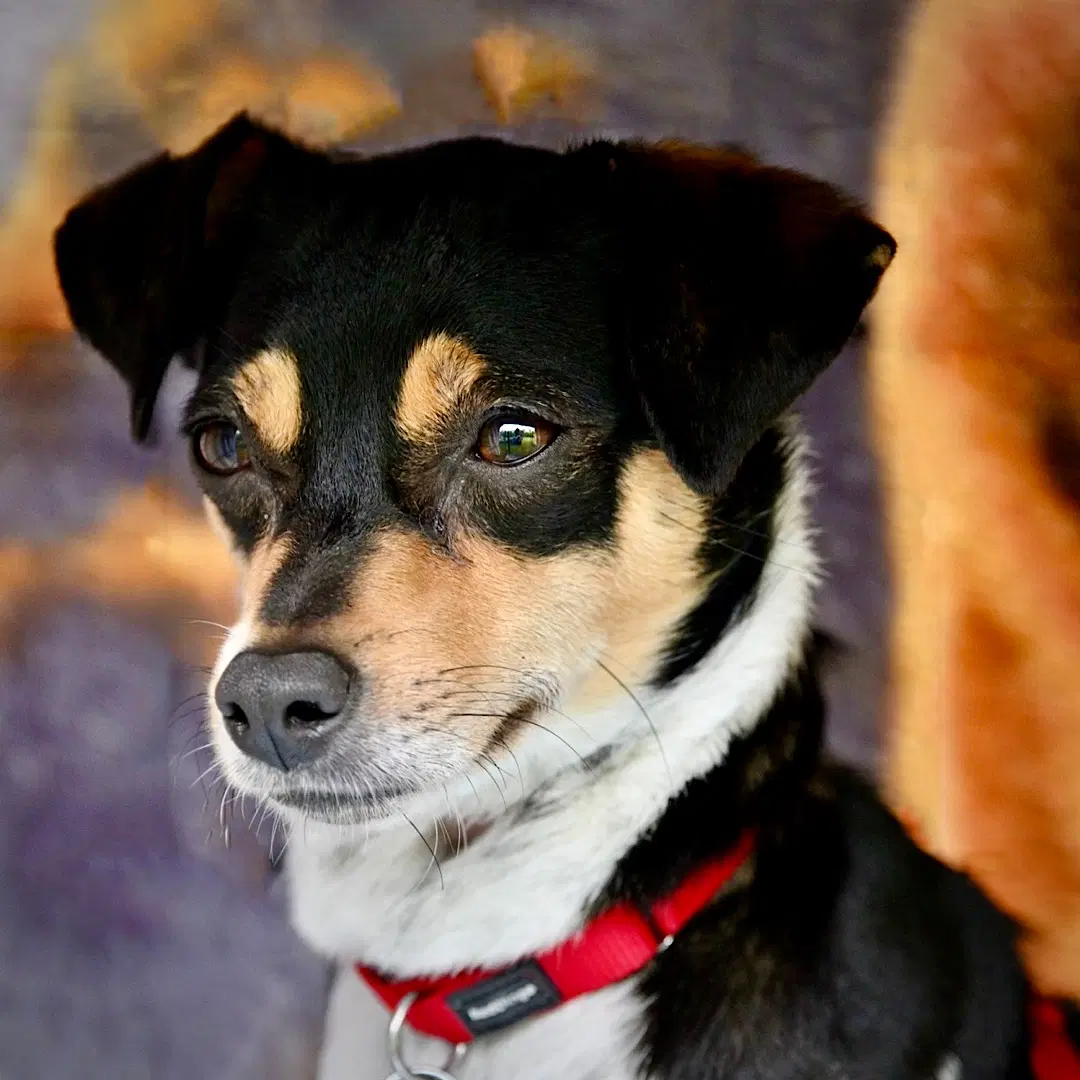 Mika Mi - Rat Terrier