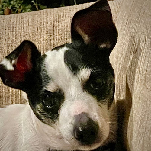 Lil Beau (LA) photo 3