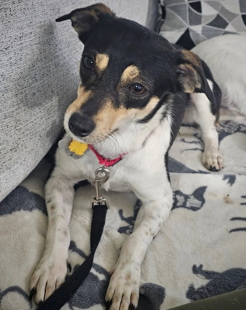 Nova (IL), an adoptable Rat Terrier in Atlanta, GA