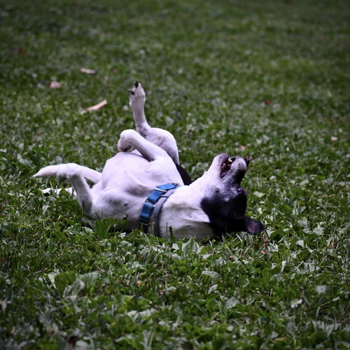 Max photo 3