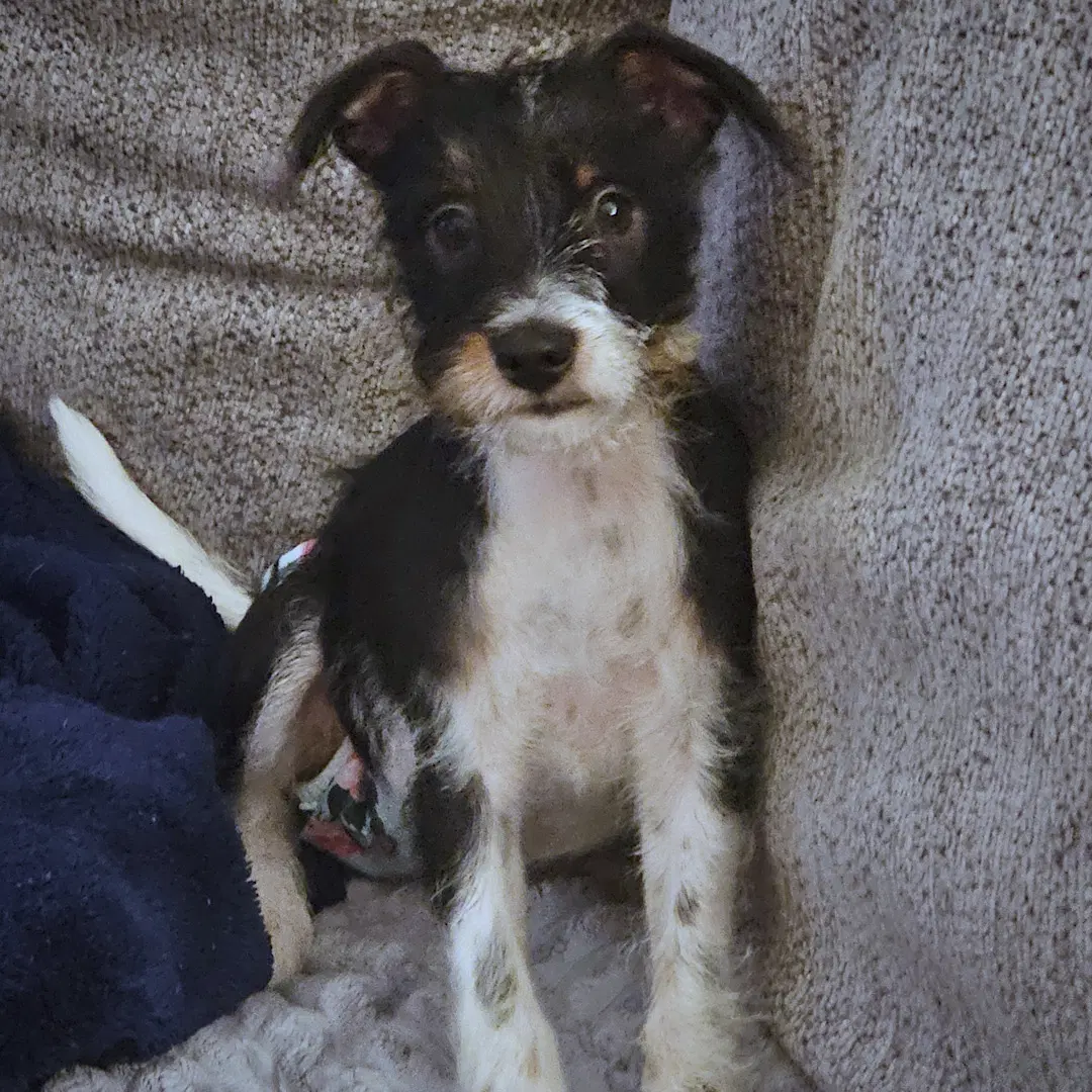 Zennia Ga - Rat Terrier