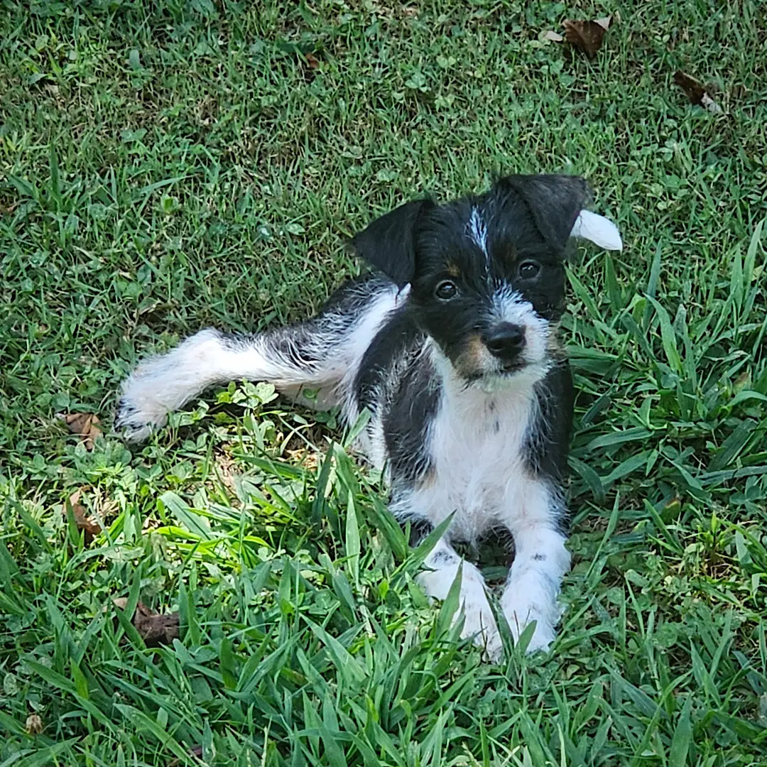 Zennia Ga image 2