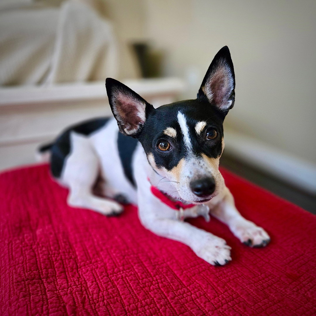 Maynard (VA), Rat Terrier