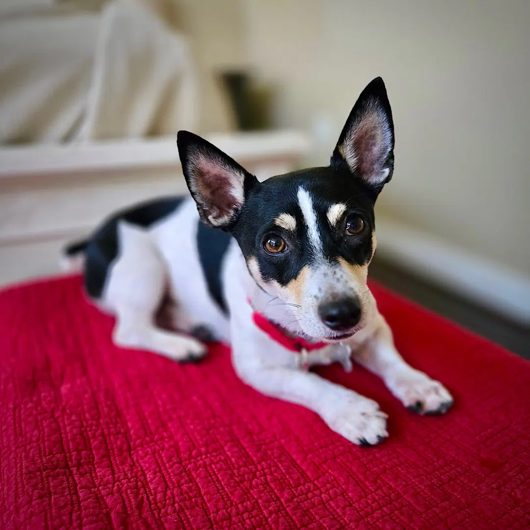 Maynard Va - Rat Terrier