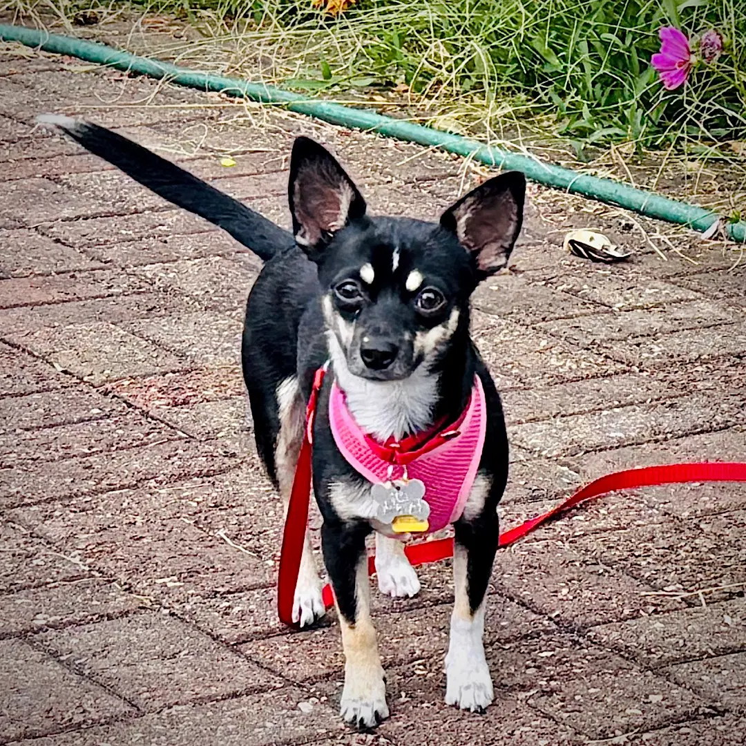 Chili Va - Rat Terrier