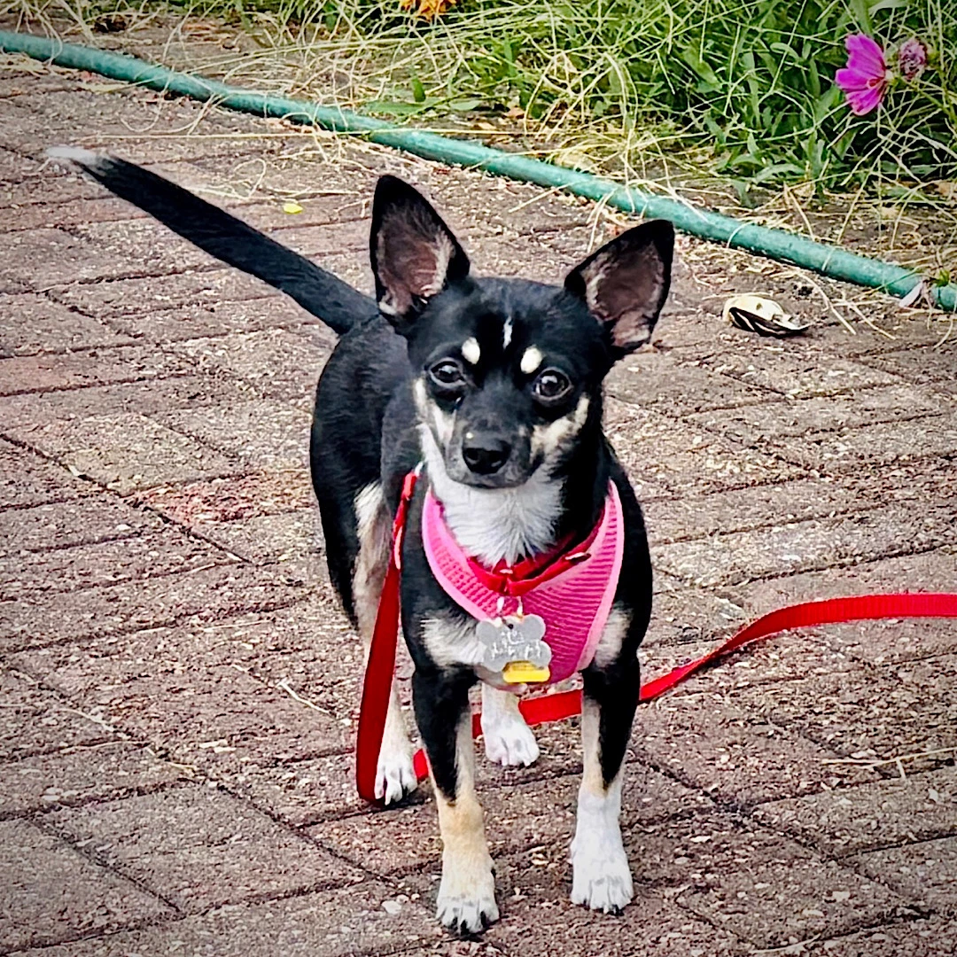 Chili Va