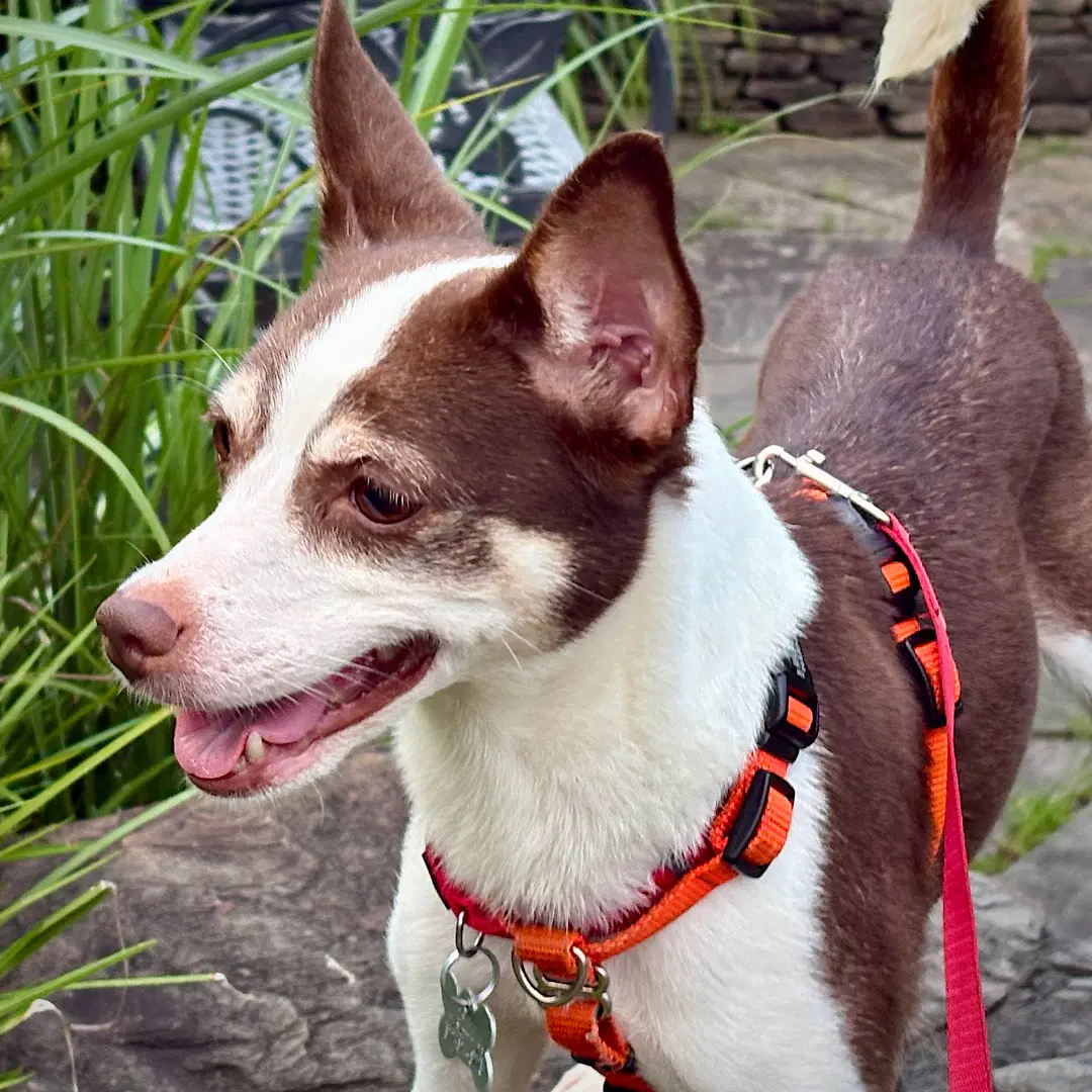 Posey Va - Rat Terrier