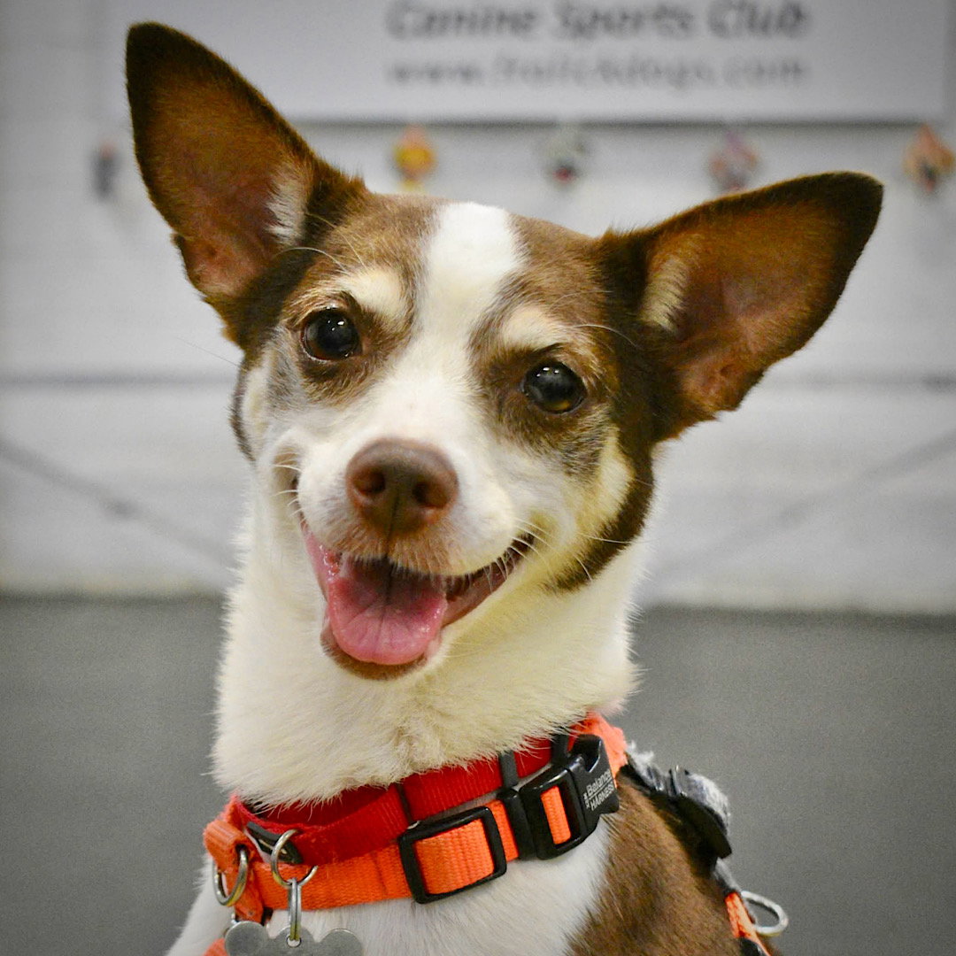 Posey (VA), Rat Terrier