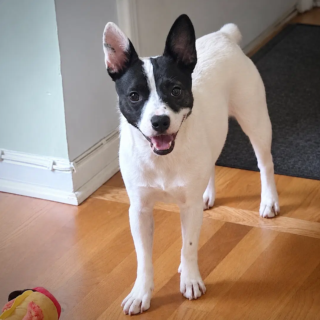 Fontina Tn - Rat Terrier