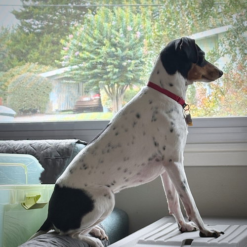 Photo 2 of Poppy (VA)