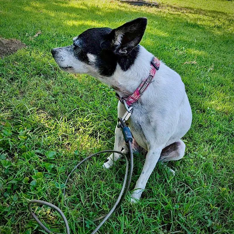 Ellie Mi image 3