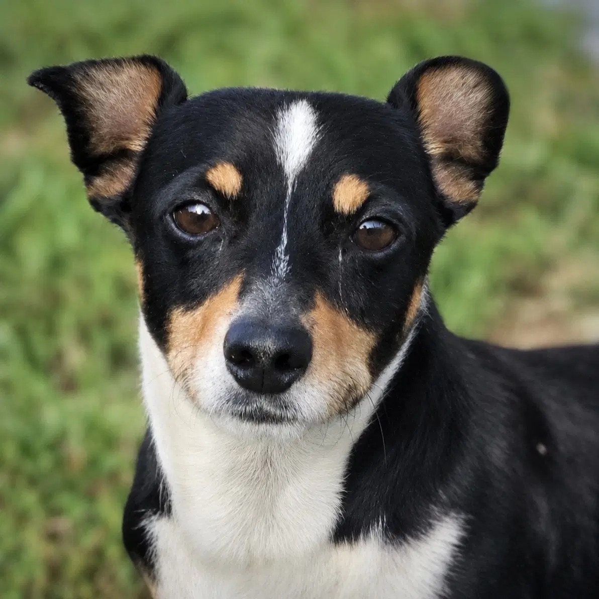 Nathan Va - Rat Terrier