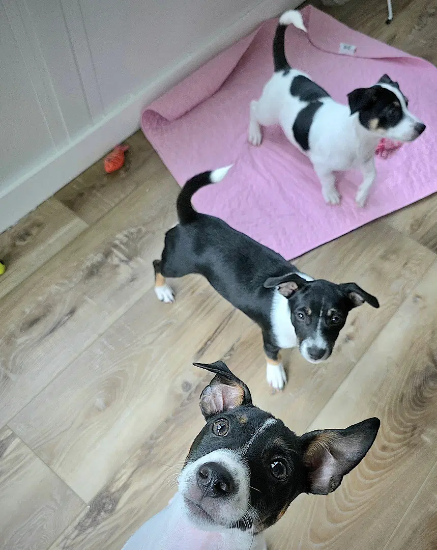 Harley Harper And Henry Sc - Rat Terrier
