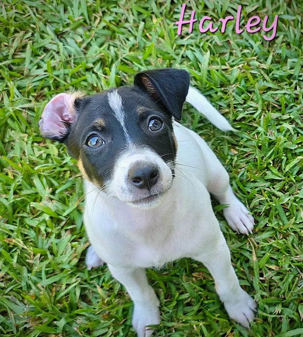 Harley Harper And Henry Sc image 2