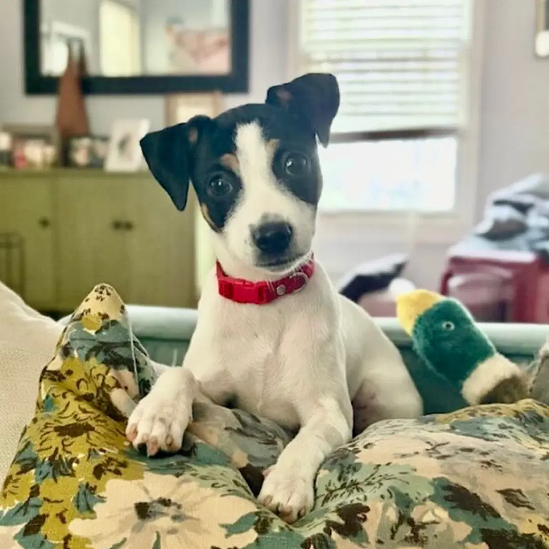 Hayden Ga - Rat Terrier