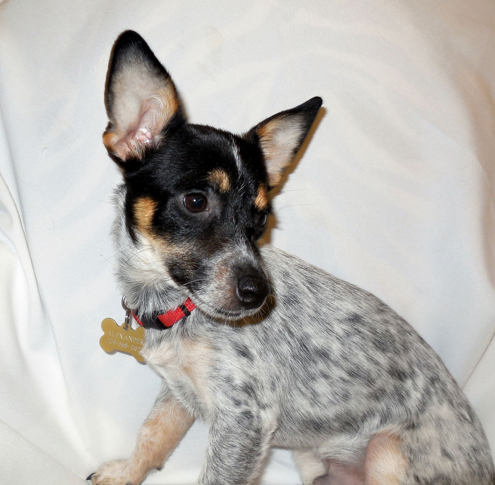 Rat terrier sales heeler mix