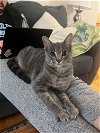 adoptable Cat in , WI named Cadenza