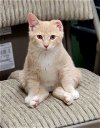 adoptable Cat in whitewater, WI named Peanut Butter
