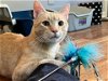 adoptable Cat in , WI named Cade