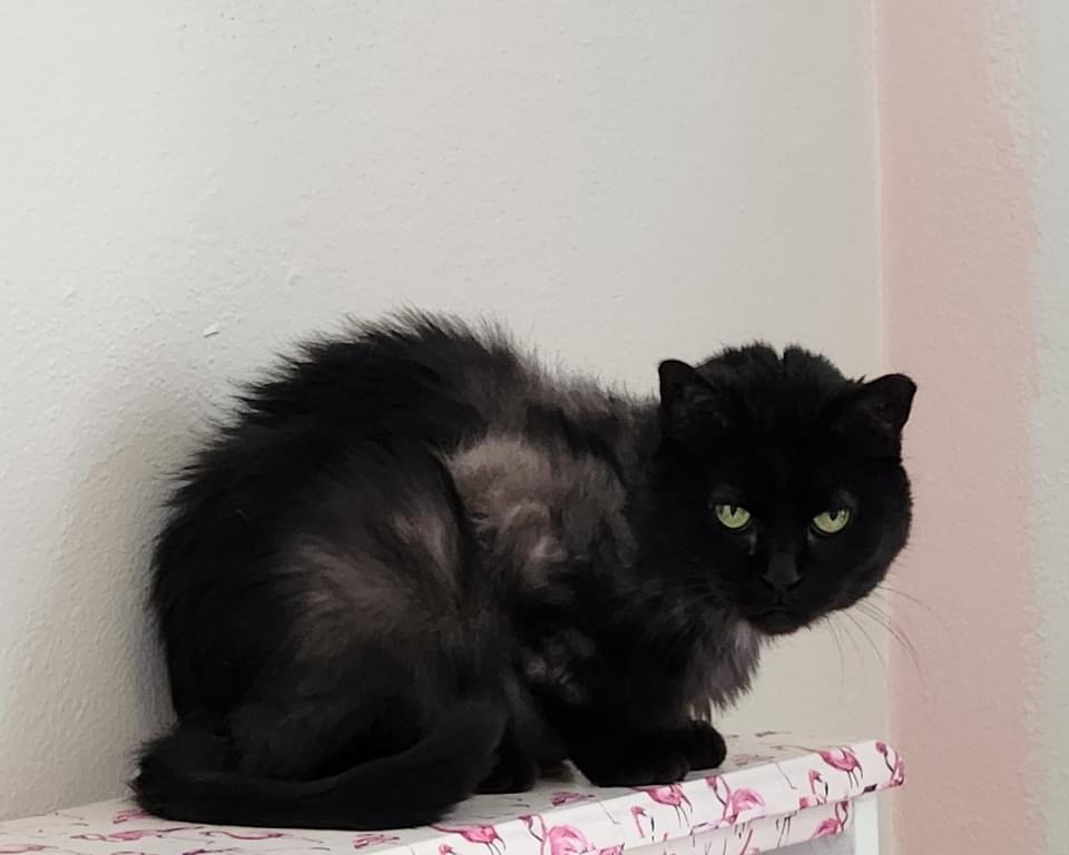 adoptable Cat in Whitewater, WI named Aspen