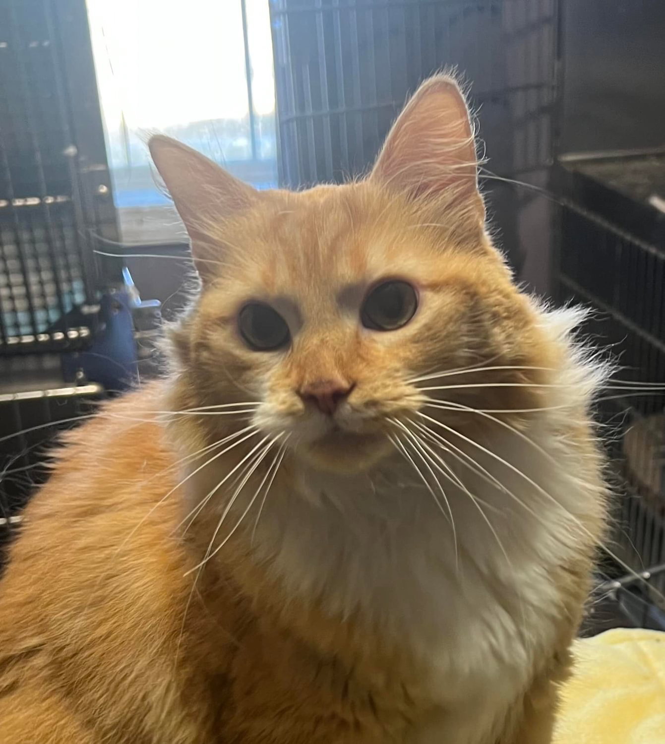 Cats for Adoption in Madison, Wisconsin Alpha Paw