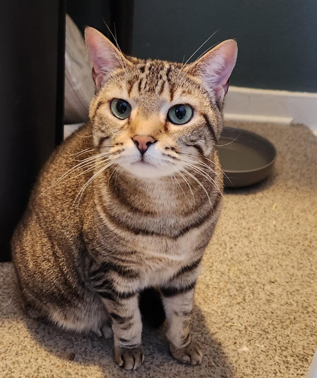 adoptable Cat in Whitewater, WI named Amber
