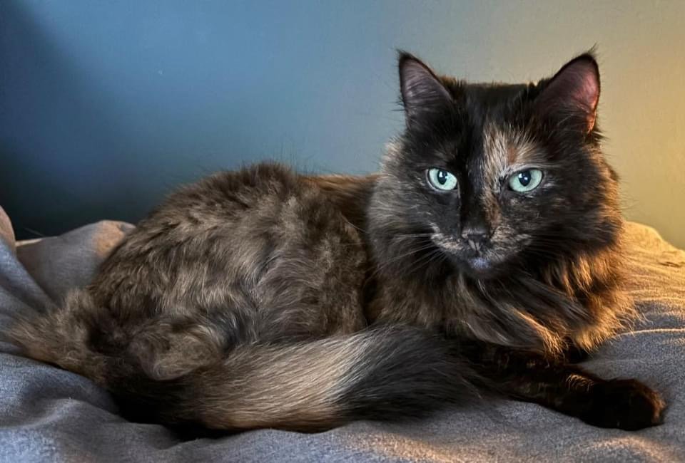 adoptable Cat in Whitewater, WI named Penelope
