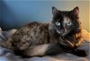adoptable Cat in whitewater, WI named Penelope