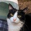 adoptable Cat in , WI named Clarence