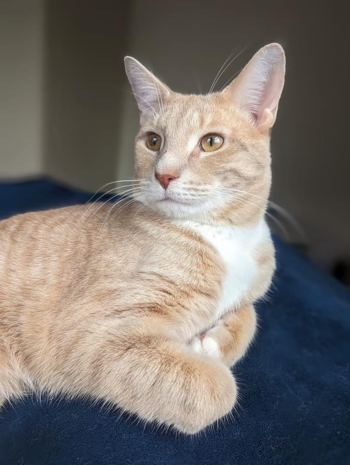 adoptable Cat in Whitewater, WI named Norse and Viking