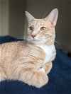 adoptable Cat in , WI named Norse and Viking