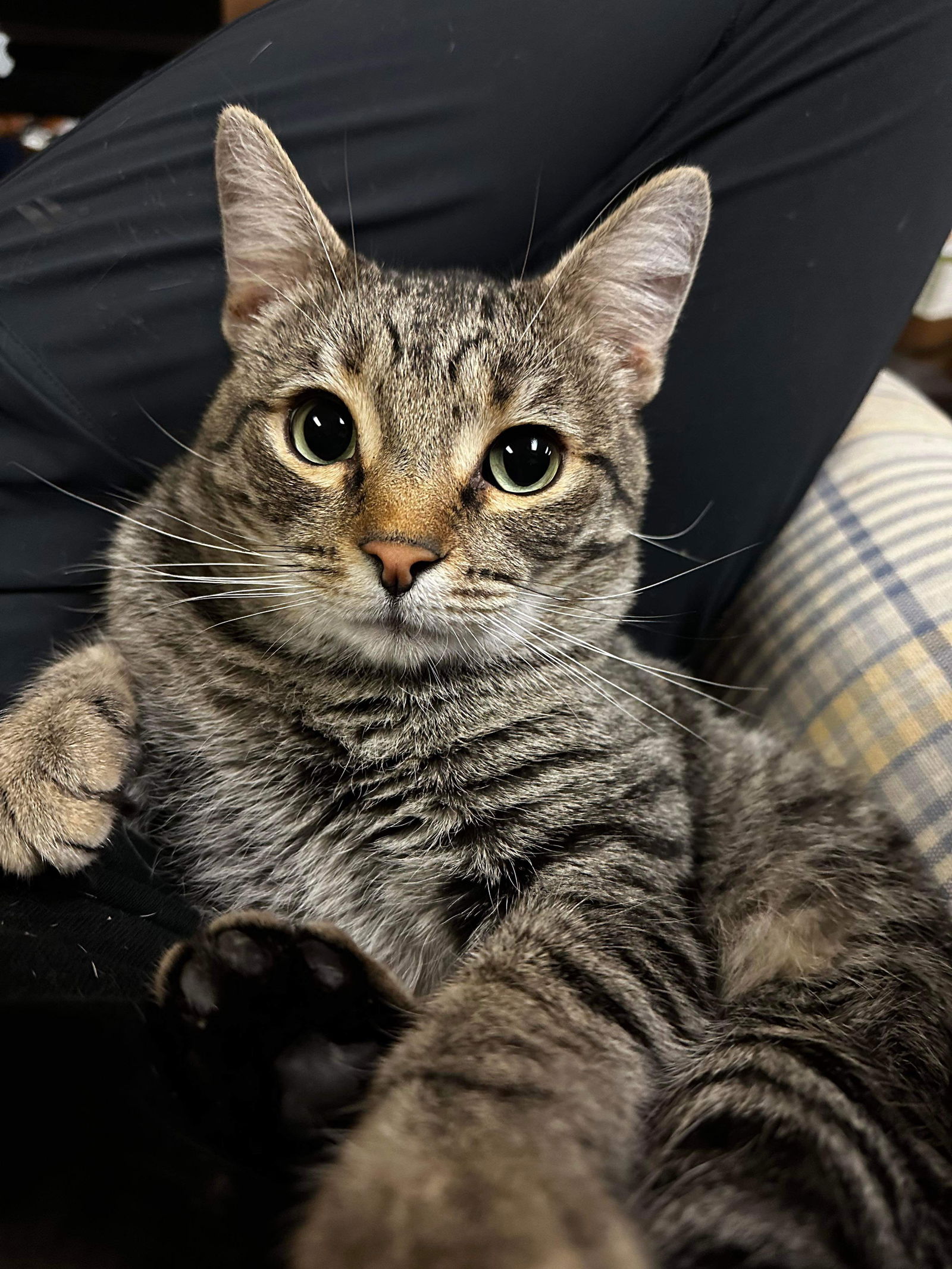 adoptable Cat in Whitewater, WI named Mikhail