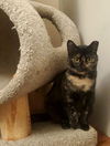 adoptable Cat in Whitewater, WI named Speckles