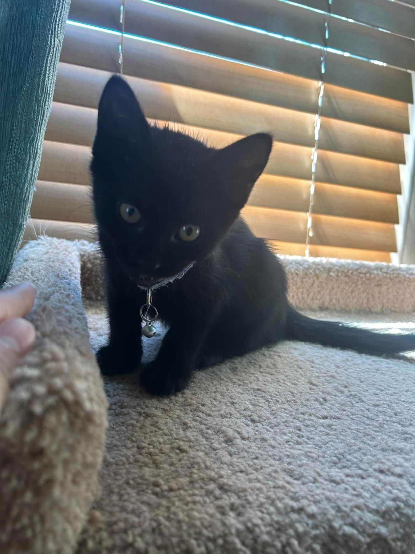 adoptable Cat in Whitewater, WI named Starry