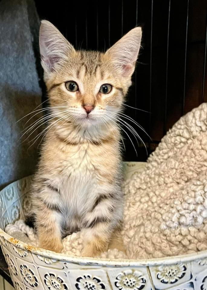 adoptable Cat in Whitewater, WI named Sprinkles