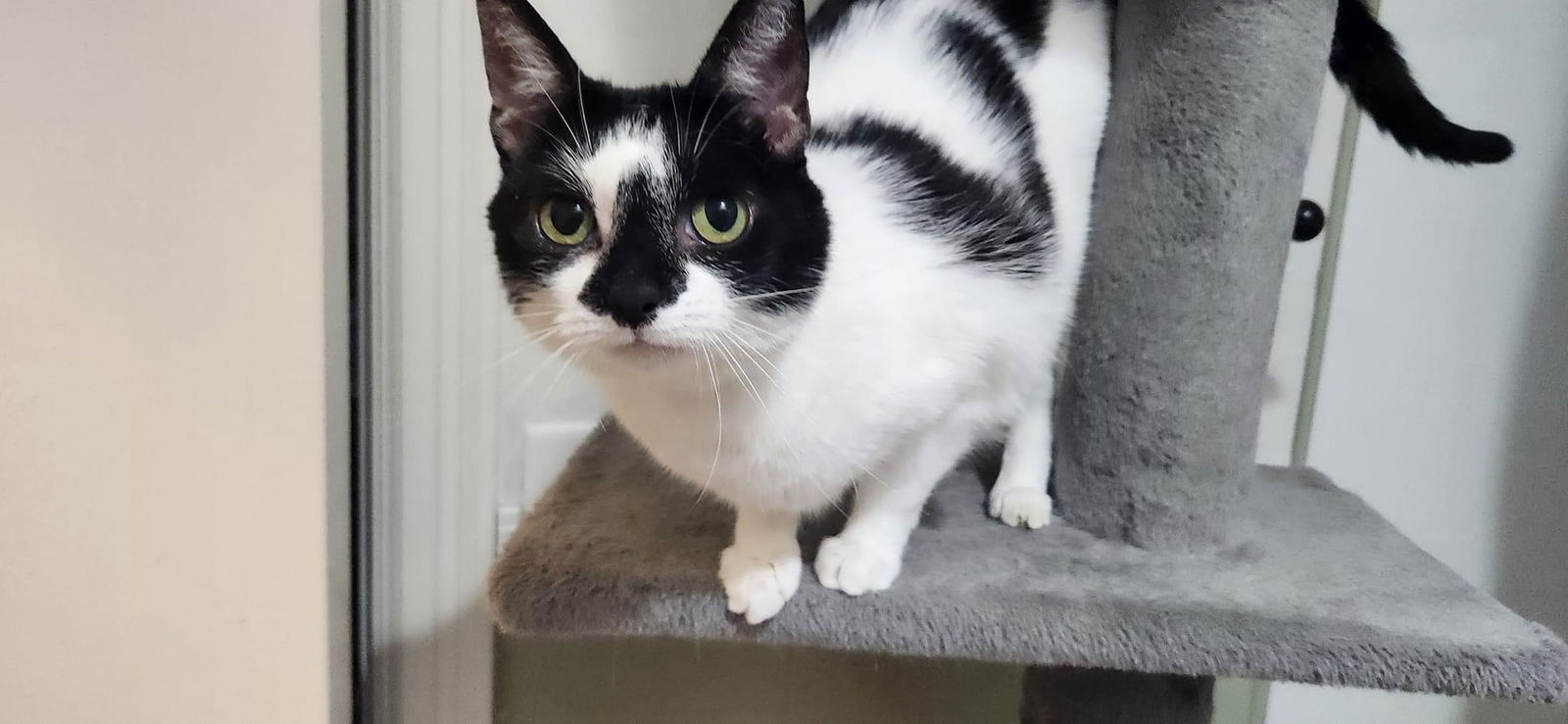 adoptable Cat in Whitewater, WI named Kiwi