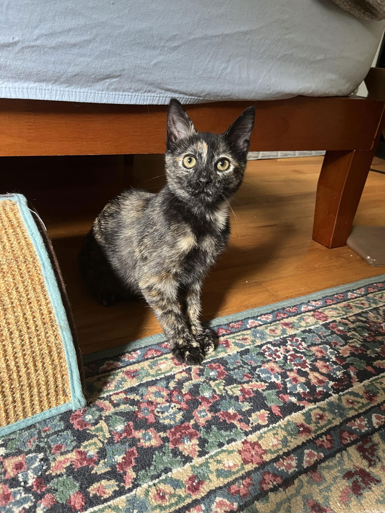 adoptable Cat in Whitewater, WI named Twinkle Toes