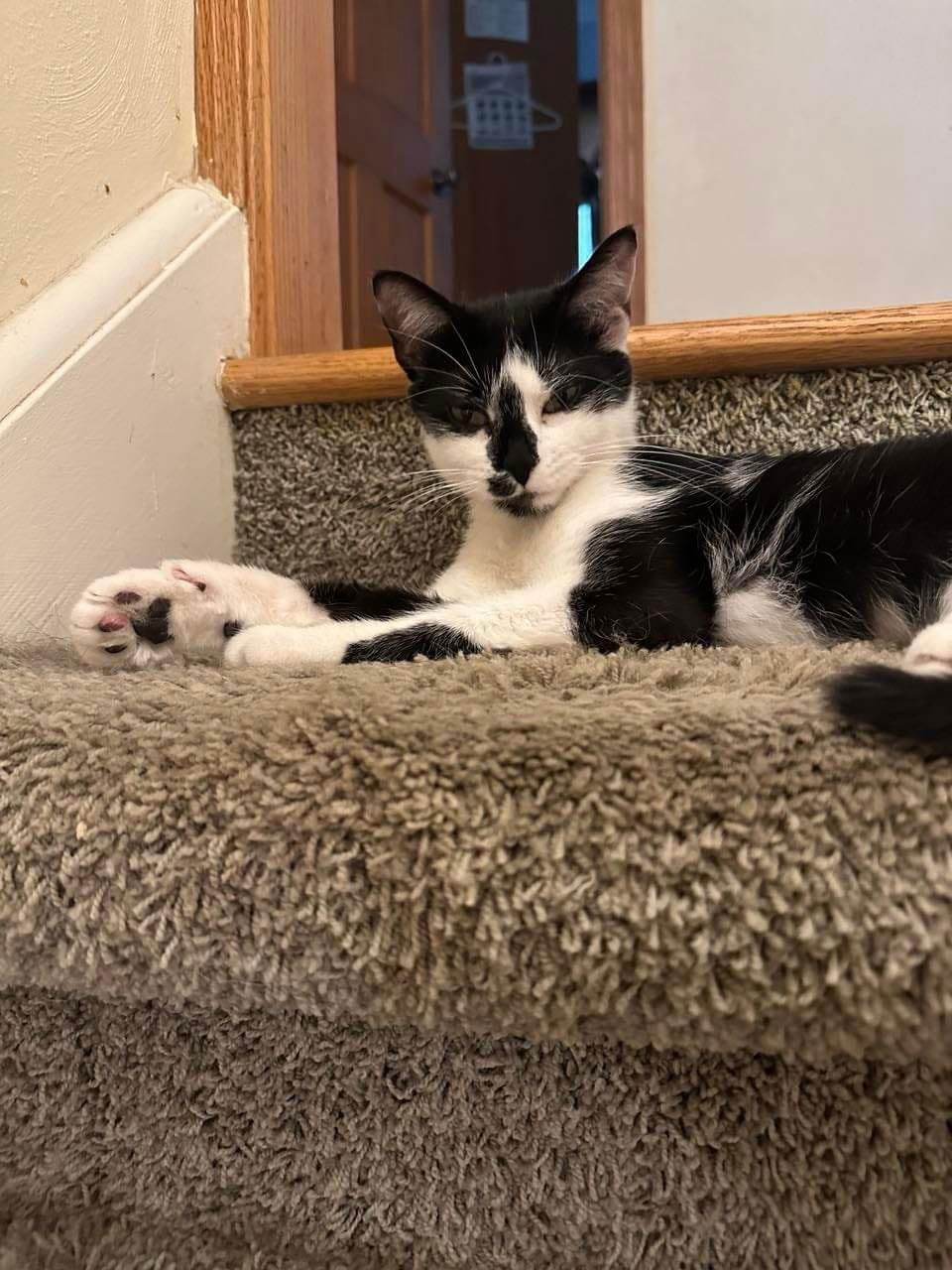 adoptable Cat in Whitewater, WI named Rosita