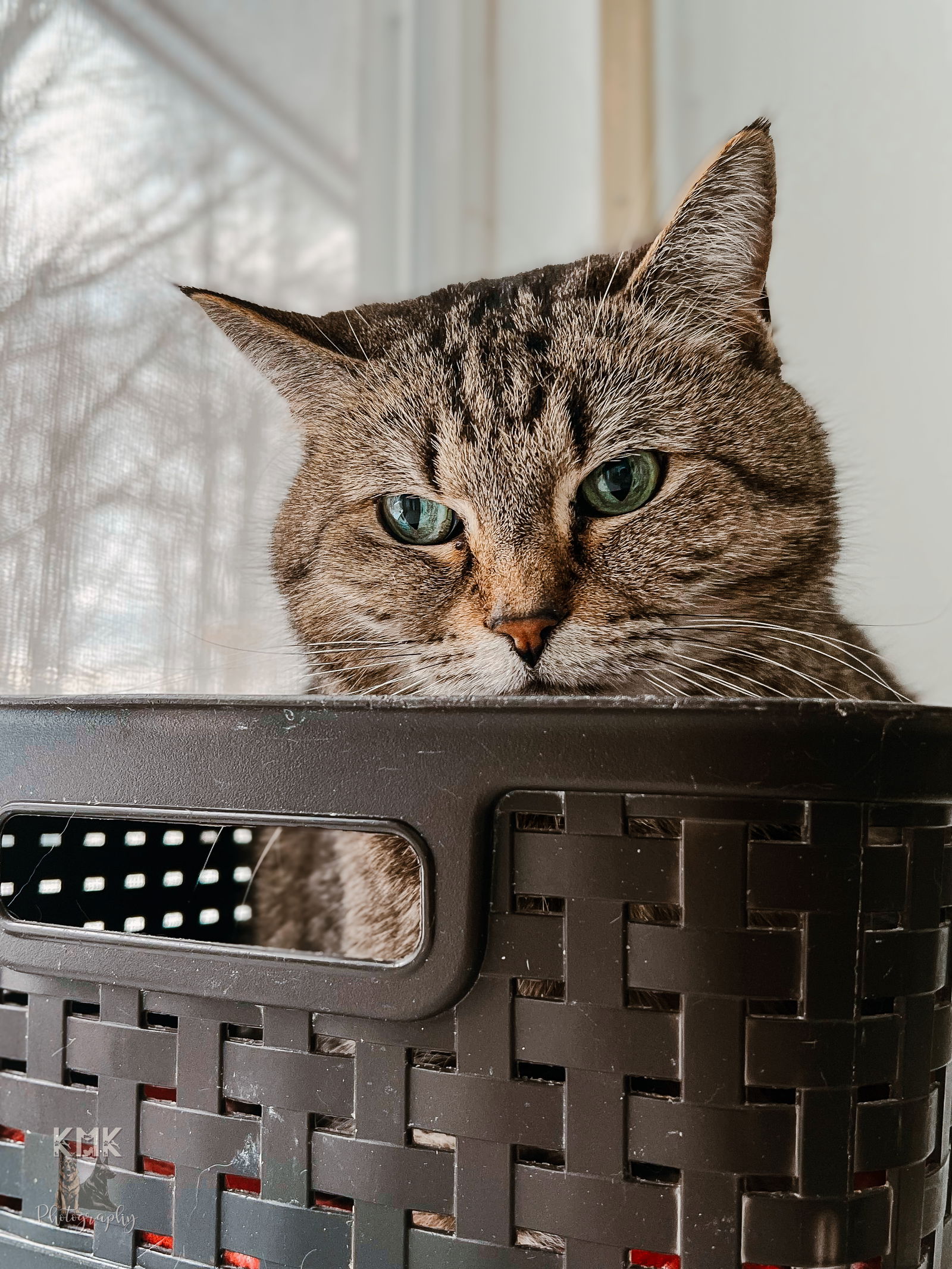 adoptable Cat in Belleville, MI named Reegan