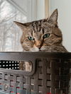 adoptable Cat in belleville, MI named Reegan