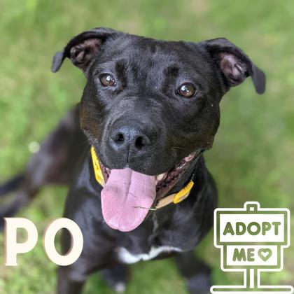 adoptable Dog in Belleville, MI named Po