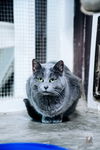 adoptable Cat in belleville, MI named Rosa